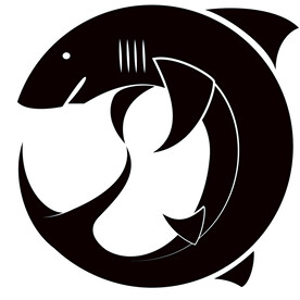 鲨鱼