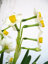 水仙花