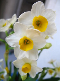 水仙花