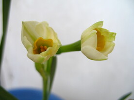 水仙花
