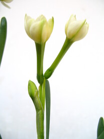 摄影 花