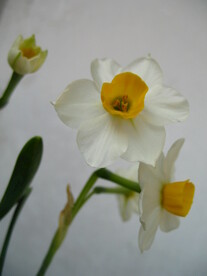 水仙花
