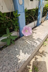 牵牛花