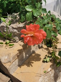 月季