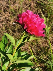 芍药