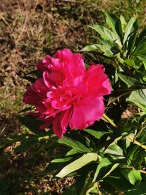芍药