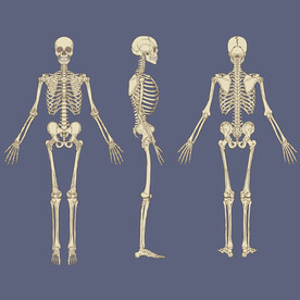 人体骨骼
