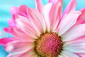 菊花壁纸
