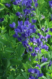 花坛花草