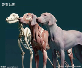 C4D模型狗狗