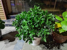 玉树