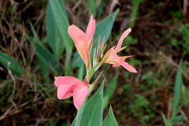 美人蕉 花