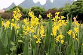 黄花美人蕉