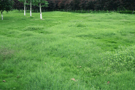 公园绿草坪