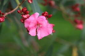 夹竹桃花