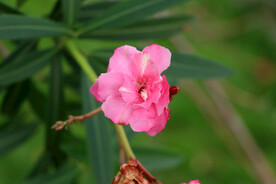 夹竹桃花