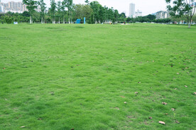 绿草坪
