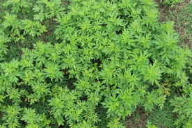 野生艾草