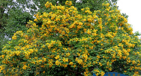 黄槐决明花