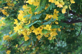 黄槐决明花