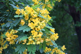 黄槐决明花