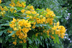 黄槐决明花