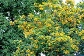 黄槐决明花