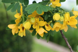 黄槐决明花