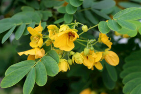 黄槐决明花