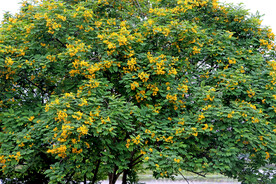 黄槐决明花