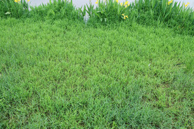 绿草坪