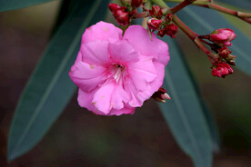 夹竹桃花