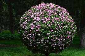  凤仙花花球 