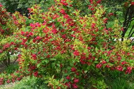 锦带花 