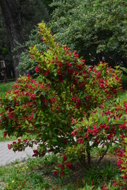 锦带花