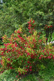 锦带花 
