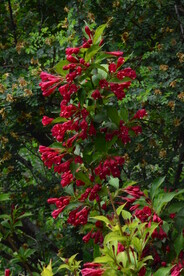 锦带花  