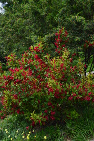 锦带花  