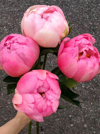 芍药