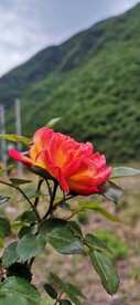 月季花