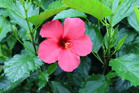扶桑花