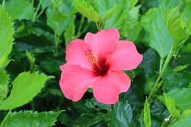 扶桑花