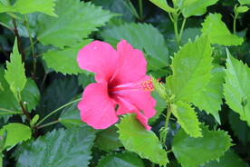 扶桑花