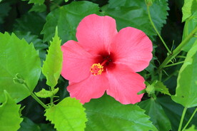 扶桑花