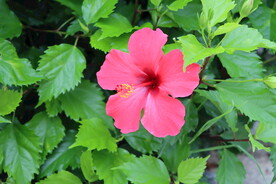 扶桑花