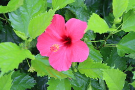 扶桑花