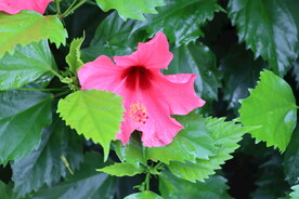 扶桑花