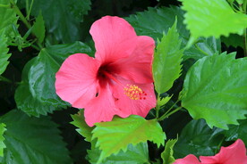 扶桑花