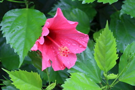 扶桑花