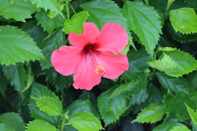 扶桑花